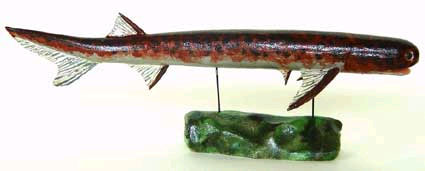 Древняя рыба Acanthodes bridgei могла различать цвета