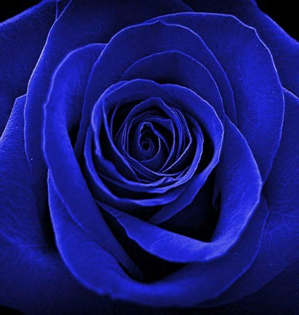 Синяя роза приходит на смену антуриуму