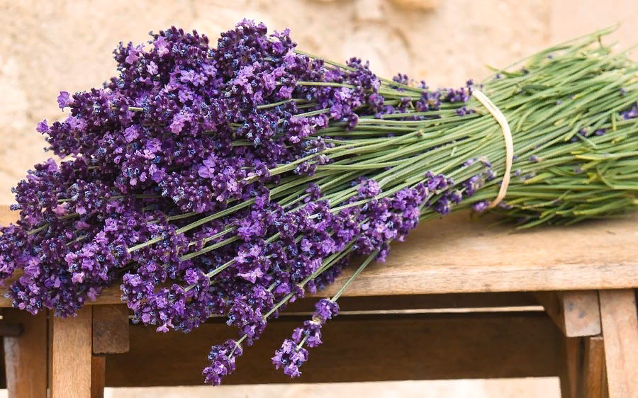 digital-lavender-1.jpg